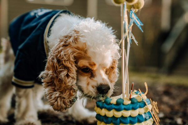 order dog cake
