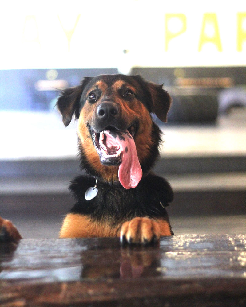 dog-treat-bar-friend