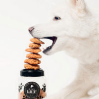 husky-dog-treats