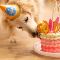 old-dog-birthday-cake